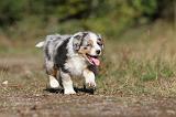BERGER AUSTRALIEN PUPPIES 168